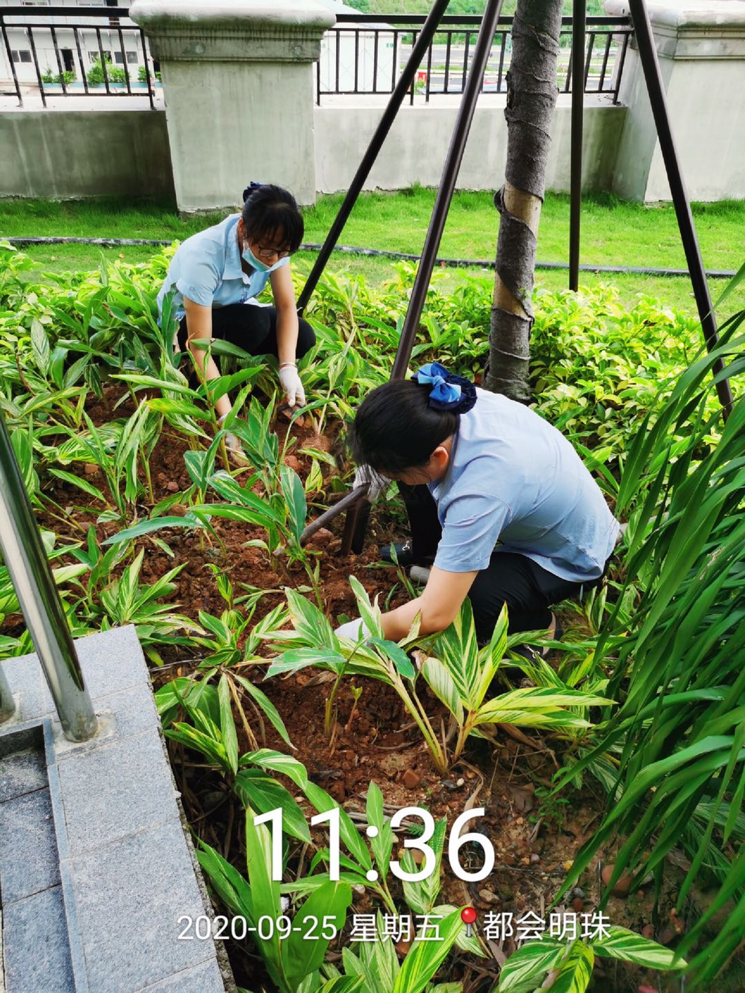 补种园区绿植.jpg